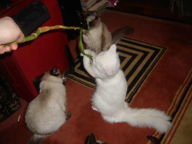 Gatti